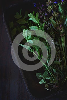 Assortment of fresh herbs