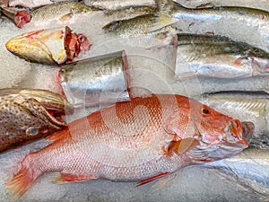 Assortment of frozen fish for sale at seafood market