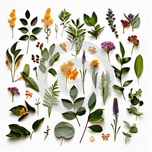 Assortment of leaves and flowers