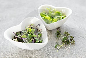 Assortment of micro greens at concrete background,  top view.