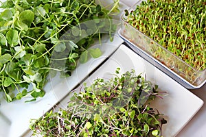 Assortment of microgreens