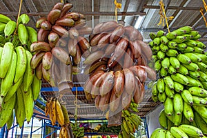 Assortment od the different kinds of Bananas in Kerala