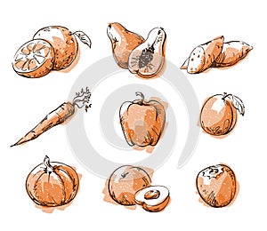 Assortment of orange foods, fruit and vegtables, vector sketch photo