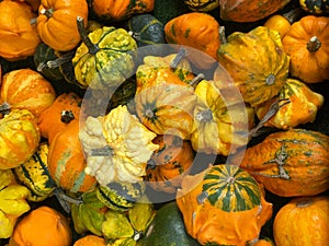 Assortment of ornamental pumpkins