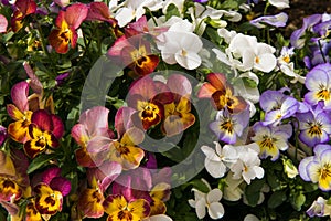 Assortment of Pansies (Viola tricolor hortensis)