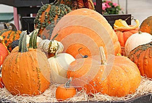 Assortment of Pumpkins, Gourds and Squash with Warts