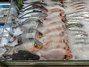 Assortment of raw fish on frozen ice at supermarket