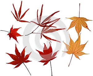 Assortment of red and yellow maple leaves