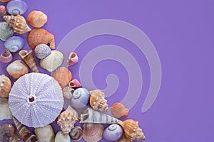 Assortment of Shells on Purple Background