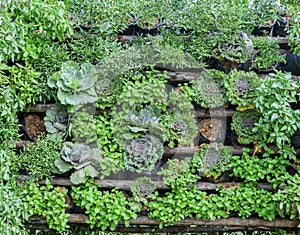 Assortment vegetable garden