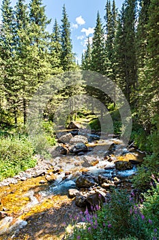 Assy plateau in Tien-Shan mountain in Almaty, Kazakhstan,Asia at summer