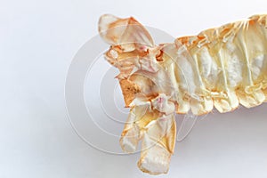 Astacoidea isolated with white background.