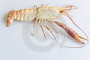 Astacoidea isolated with white background.