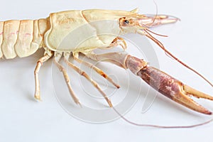Astacoidea isolated with white background.