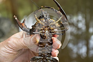 Astacus astacus  the European crayfish  noble crayfish  or broad-fingered crayfish  is the most common species of crayfish in