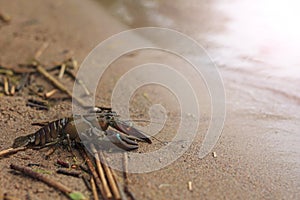 Astacus crawling on a sandy shore with sunny hotspot