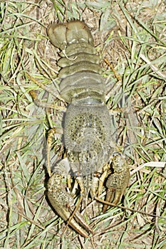 Astacus leptodactylus / Narrow-clawed crayfish