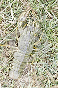 Astacus leptodactylus / Narrow-clawed crayfish