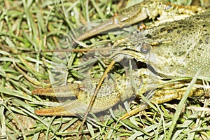 Astacus leptodactylus / Narrow-clawed crayfish