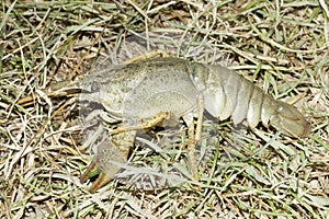 Astacus leptodactylus / Narrow-clawed crayfish