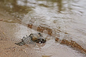 Astacus and river wave