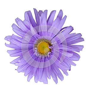 Aster photo