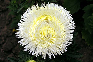 Aster 2