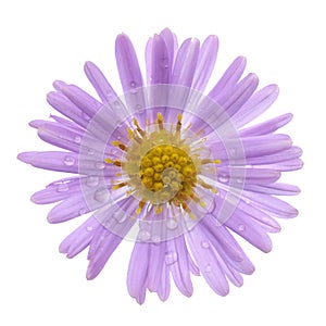 Aster