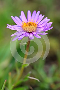 Aster alpinus