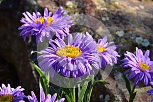 Aster alpinus