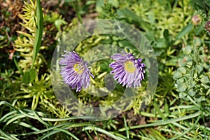Aster alpinus, the alpine aster or blue alpine daisy, is a species of flowering plant in the family Asteraceae. Berlin, Germany
