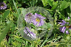 Aster alpinus, the alpine aster or blue alpine daisy, is a species of flowering plant in the family Asteraceae. Berlin, Germany