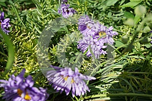 Aster alpinus, the alpine aster or blue alpine daisy, is a species of flowering plant in the family Asteraceae. Berlin, Germany