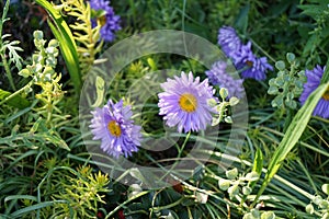 Aster alpinus, the alpine aster or blue alpine daisy, is a species of flowering plant in the family Asteraceae. Berlin, Germany