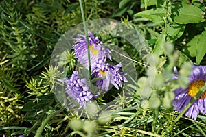 Aster alpinus, the alpine aster or blue alpine daisy, is a species of flowering plant in the family Asteraceae. Berlin, Germany