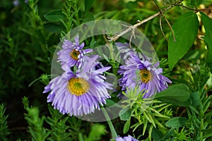 Aster alpinus, the alpine aster or blue alpine daisy, is a species of flowering plant in the family Asteraceae. Berlin, Germany