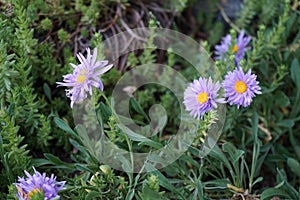 Aster alpinus, the alpine aster or blue alpine daisy, is a species of flowering plant in the family Asteraceae. Germany