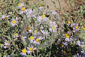 Aster alpinus or Alpine aster purple or lilac flower with a bee