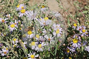 Aster alpinus or Alpine aster purple or lilac flower with a bee