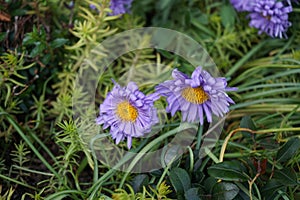 Aster alpinus, the alpine aster or blue alpine daisy, is a species of flowering plant in the family Asteraceae. Berlin, Germany