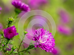 Aster alpinus flowers