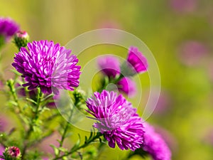 Aster alpinus flowers