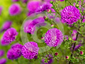 Aster alpinus flowers