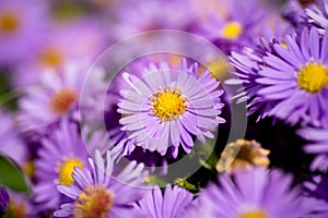 Aster amellus