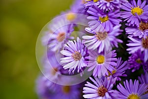 Aster amellus