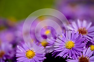 Aster amellus