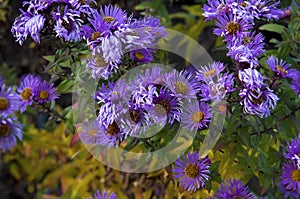 Aster amellus