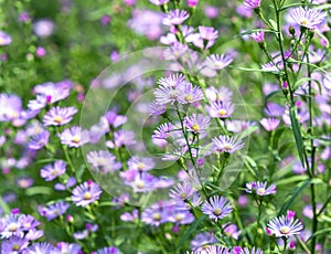 Aster amellus blooms in the ecological garden on a sunny spring
