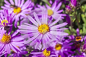 Aster Amellus `Brilliant`