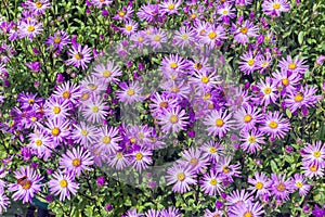 Aster Amellus `Brilliant`